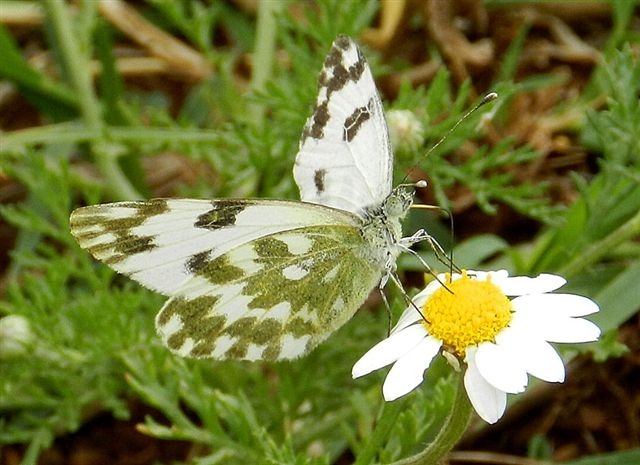 Pieride - Pontia edusa ♂ ?